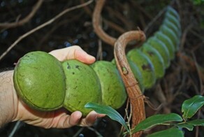 Бобы сновидений, умеющие путешествовать в поисках лучшей жизни