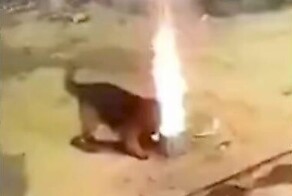 Любопытный пёс испортил семейству праздник