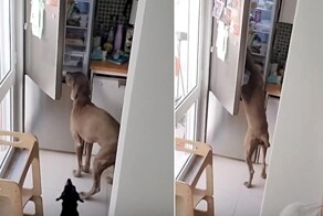 Четвероногий воришка был пойман с поличным у холодильника