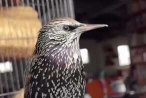 Какие звуки издает скворец