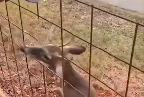 Олень, он и в Африке олень