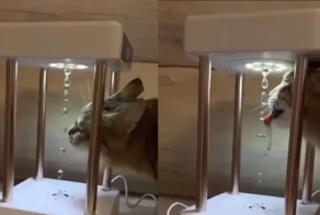 Кот превратил инсталляцию в технологичную поилку