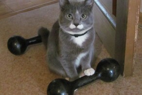 Кот и спорт