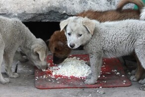 Астраханские власти предложили штрафовать жителей за кормление домашних животных