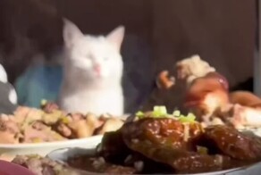 Как вкусно: кот наслаждатся запахами