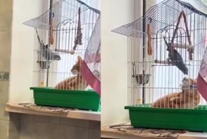 Попугай пытается выгнать наглого кота из клетки