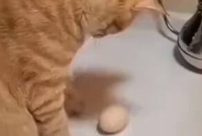 Напряжённый поединок кота и яйца
