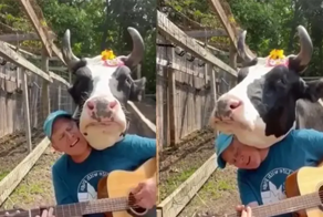 «Давай играй!»: корова, обожающая песни под гитару