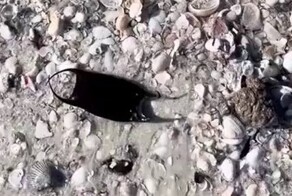 Как выглядит яйцо ската