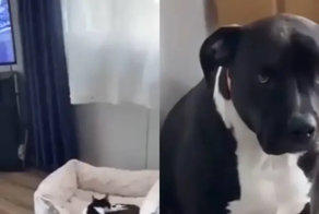 Наглый котик отнял лежанку у пса и не почувствовал ни капли вины за это