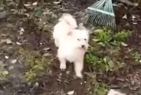 Пёс пытается найти своего друга-кота, который недавно умер