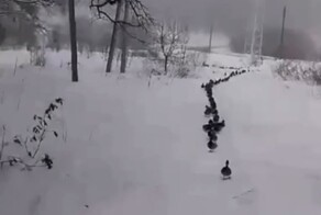В Калуге засняли организованную толпу уток, которые ходят гуськом