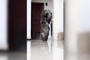 Сила, грация и удивительно огромный хвост мейн-куна