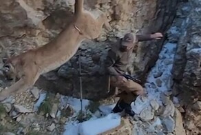 Пума оказалась не в восторге от выпущенного в нее дротика с транквилизатором