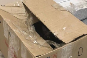 Водитель спас выброшенного в мусорный бак кота