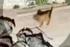 Щенок чуть не стал добычей крокодилов