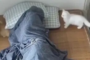 Котята не дают хозяину выспаться