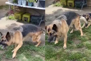 «Не надо, он того не стоит!»: пёс, успокаивающий своего буйного друга