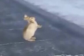 Странный заяц на дороге