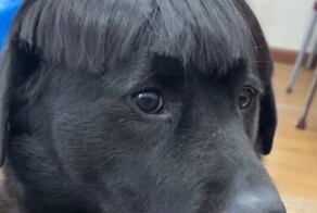 Неудачная стрижка сделала собаку популярной в сети