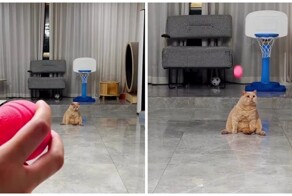 Попытка упитанного кота поймать мяч