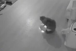 Ночное патрулирование в криминальном кошачьем квартале