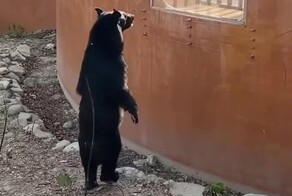 Медведь из тайваньского зоопарка встал на задние лапы и удивил посетителей