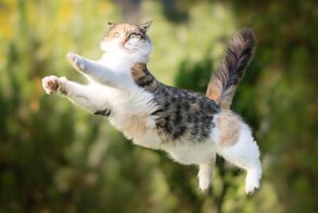 Прыжок кота