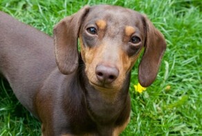 Хозяйка таксы отсудила у владельца агрессивного пса 73 тысячи рублей