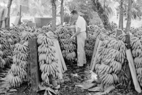 Бананы в РФ везли наследники директора ЦРУ