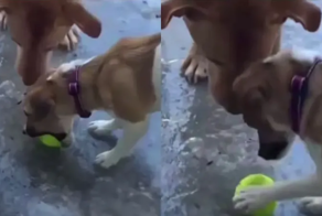 Собаки пытаюся забрать мяч, вмёрзший в лёд