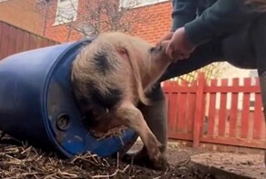 Хозяйка потратила 20 минут на спасение  озорного питомца