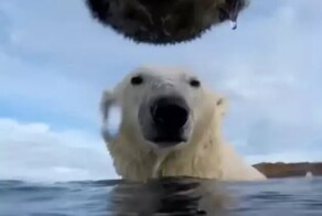 Учёные прикрепили камеры к белым медведям ради эксперимента