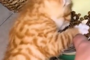 Котёнок не хочет делиться кормом