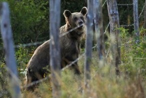 Медведи, которых считали вымершими, вновь появились в Испании