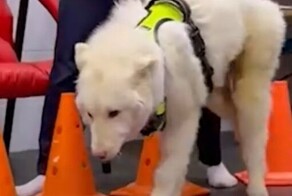 Вмерзший в сугроб пёс пошел на поправку
