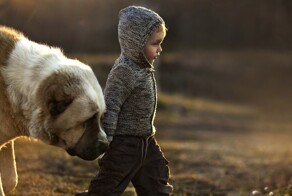 Алабай:  почему добрый гигант стал жертвой клеветы и домыслов?