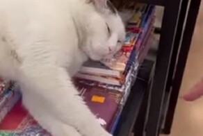 Лапы уберите, это не для продажи!