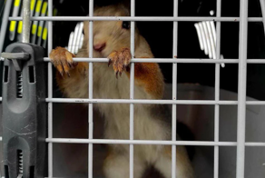 Белка забралась на балкон к москвичкам покушать, но выбраться обратно не смогла