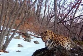 Лиса возомнила себя леопардом в приморском нацпарке