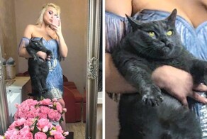 17 забавных котеек, которых засняли в самый неподходящий момент