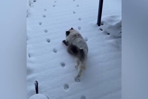 Котик сломался и не понял, по каким следам ему идти