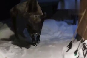 В Муромском районе огромный зубр «пришел в гости» к местным жителям