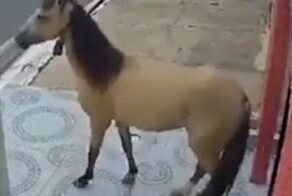 Лошадь причинила ущерб стоматологической клинике