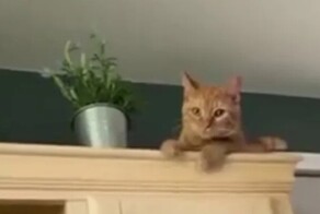 Вредный кот сбросил горшок с цветком