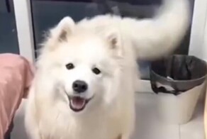 Четвероногий гипнотизёр