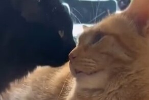 Кошка осматривает кота после анестезии