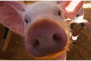 Поросята нализались алкоголя в магазине