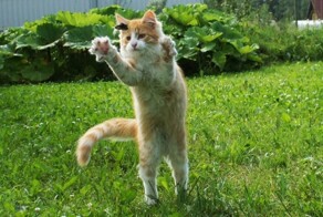 Кошки и бабочки