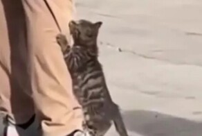 Грозный хищник вышел на охоту
